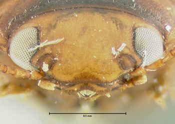 Media type: image;   Entomology 32560 Aspect: head frontal view